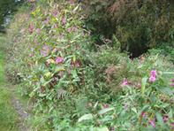 © Zierfischfreunde Immenhausen-Holzhausen